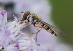 Hoverfly - Episyrphus balteatus