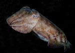 Cuttlefish