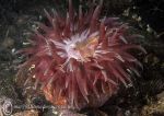 Horseman anemone