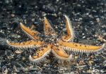 Seven-armed starfish