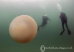 Barrel jellyfish & dive buddies 1