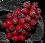 Cotoneaster Berries