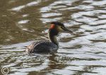 Grebe