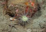 Tube anemone