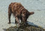 Ragging seaweed - Finbar