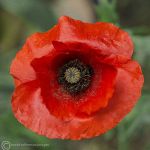 Red poppy