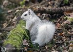 Ghost squirrel