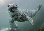 Grey seal pup