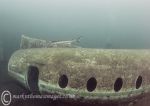 Sturgeon on plane