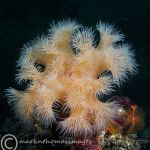 Plumose anemone