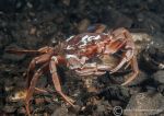  Swimming/harbour crab