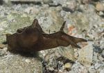 Sea Hare