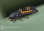 Harlequin ladybird larva