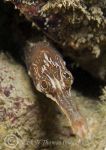 greater pipefish