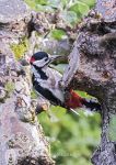 Greater-spotted woodpecker