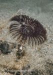 Fan worm