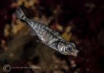 Three-spined stickleback