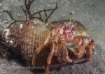Hermit crab 2