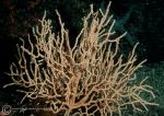 Pink sea fan