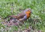 Robin