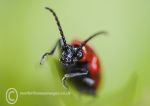 Lily Beetle