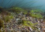 Streamstown Bay - shore crab