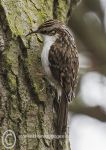 Treecreeper