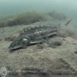 Russian sturgeon - feeding