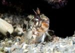 Tompot blenny