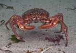 Spider crab