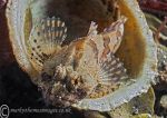 Long-spined scorpion fish - brown