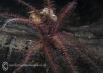 Celtic Feather Star