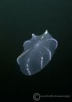 Comb jelly