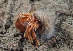 Hermit Crab