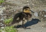 One-Eyed Duckling