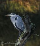 Grey Heron 