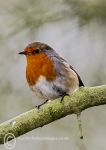 Robin