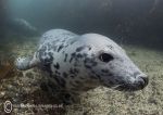 Grey seal pup