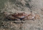Swimming crab