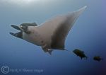 Giant Manta