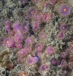 Jewel Anemones - pink