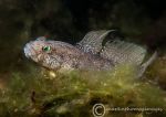 Black goby