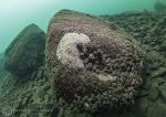 Freshwater sponge