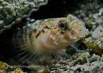 Painted Goby