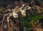 sponge spider crab