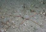 Sand brittlestar