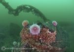 Urchins - Farnes