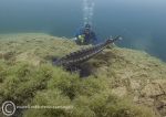 Sturgeon - feeding