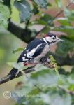 Greater spotted woodpecker