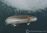 RAINbow Trout